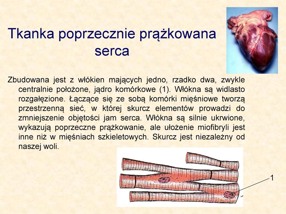 Łączące się ze sobą komórki mięśniowe tworzą przestrzenną sieć, w której skurcz elementów prowadzi do zmniejszenie