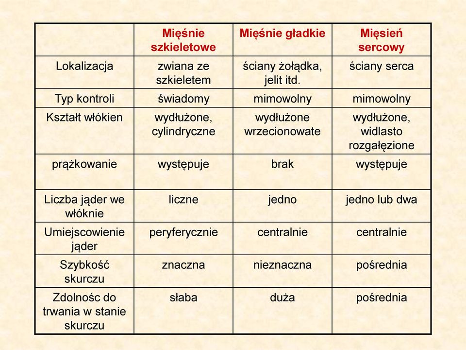 wrzecionowate wydłużone, widlasto rozgałęzione prążkowanie występuje brak występuje Liczba jąder we włóknie Umiejscowienie