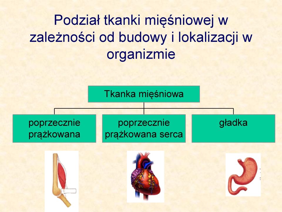 organizmie Tkanka mięśniowa