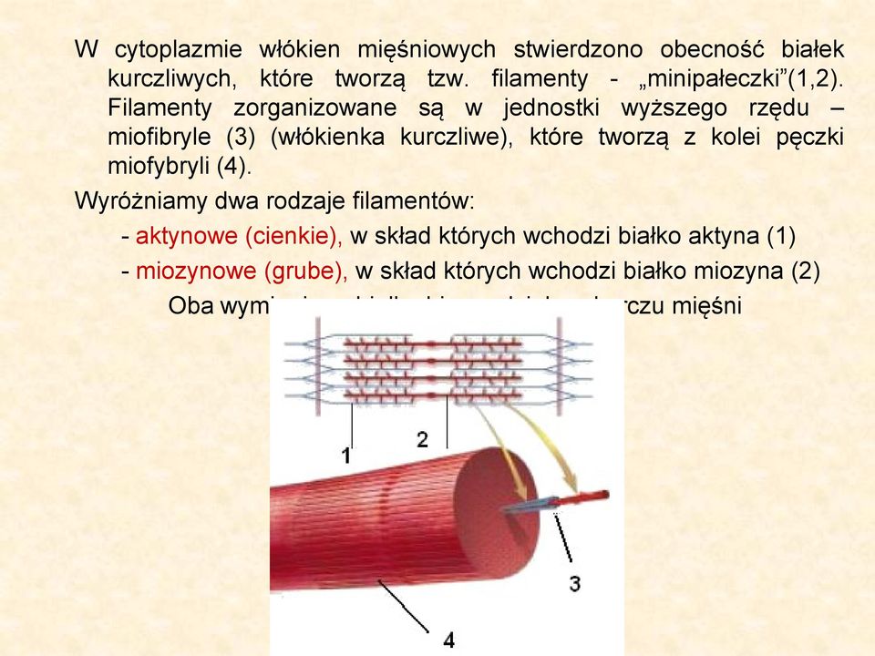 Filamenty zorganizowane są w jednostki wyższego rzędu miofibryle (3) (włókienka kurczliwe), które tworzą z kolei