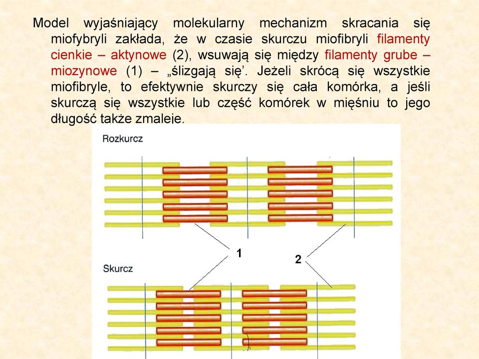 miozynowe (1) ślizgają się.