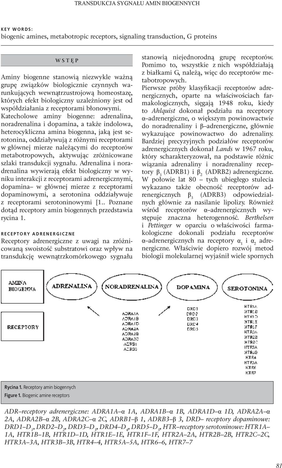 Katecholowe aminy biogenne: adrenalina, noradrenalina i dopamina, a także indolowa, heterocykliczna amina biogenna, jaką jest serotonina, oddziaływują z różnymi receptorami w głównej mierze