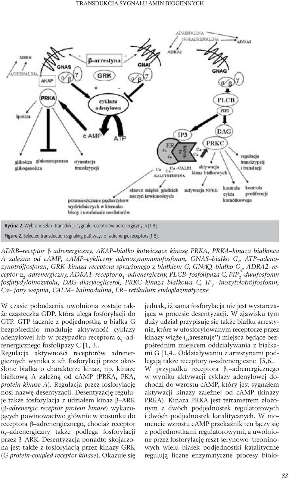 receptora sprzężonego z białkiem G, GNAQ białko G q, ADRA2 receptor 2 adrenergiczny, ADRA1 receptor 1 adrenergiczny, PLCB fosfolipaza C, PIP 2 dwufosforan fosfatydyloinozytolu, DAG diacyloglicerol,