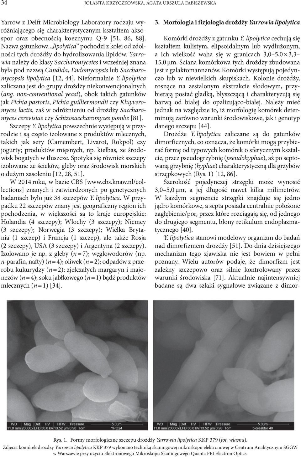 Yarrowia należy do klasy Saccharomycetes i wcześniej znana była pod nazwą Candida, Endomycopsis lub Saccharomycopsis lipolytica [12, 44]. Nieformalnie Y.