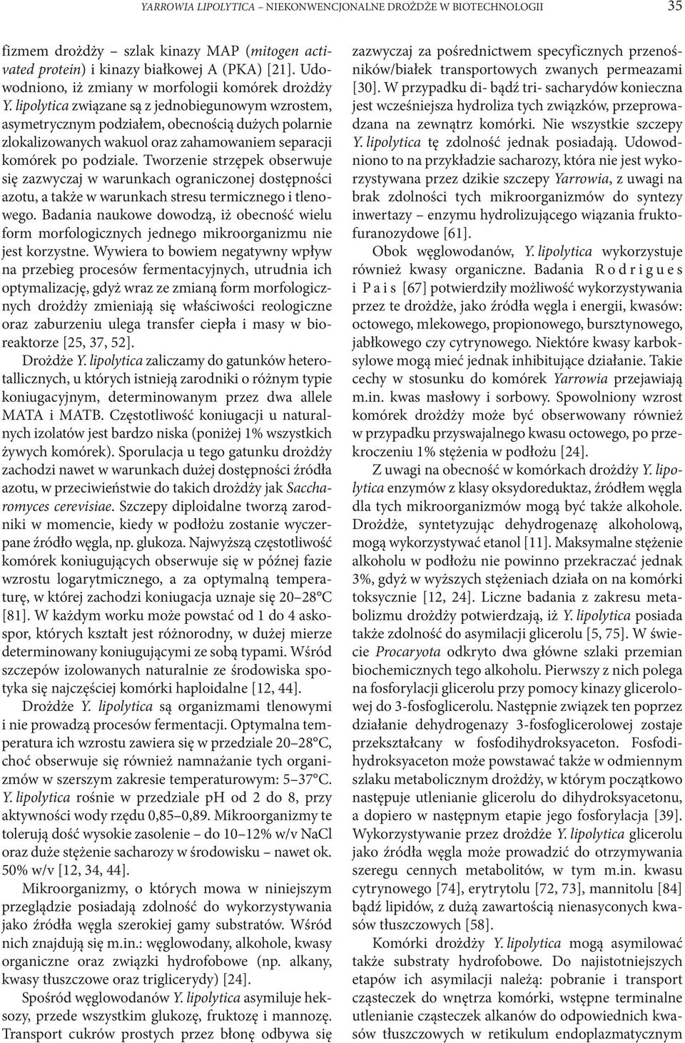 lipolytica związane są z jednobiegunowym wzrostem, asymetrycznym podziałem, obecnością dużych polarnie zlokalizowanych wakuol oraz zahamowaniem separacji komórek po podziale.