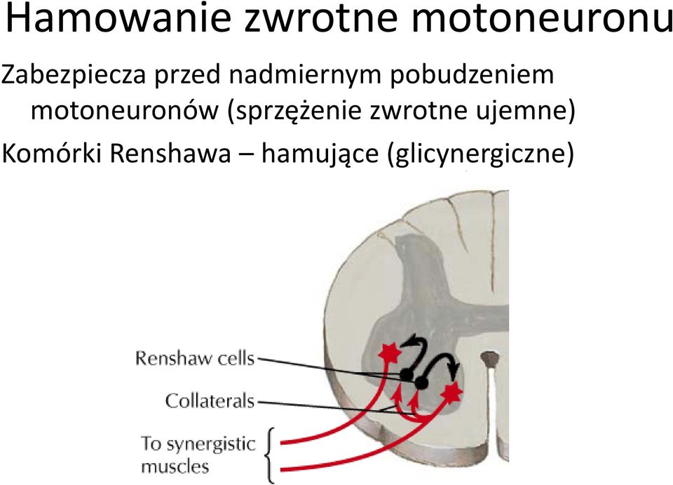 pobudzeniem motoneuronów (sprzężenie