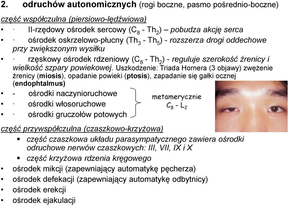 Uszkodzenie: Triada Hornera (3 objawy) zwężenie źrenicy (miosis), opadanie powieki (ptosis), zapadanie się gałki ocznej (endophtalmus) - ośrodki naczynioruchowe ośrodki włosoruchowe ośrodki gruczołów