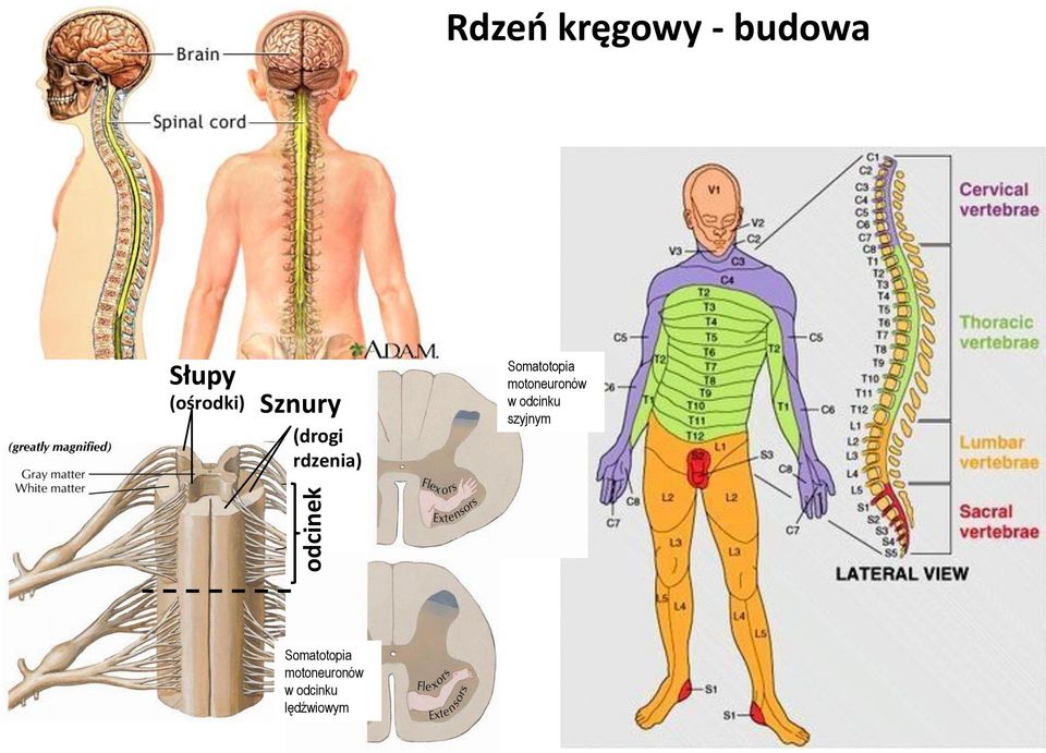 Somatotopia motoneuronów w odcinku