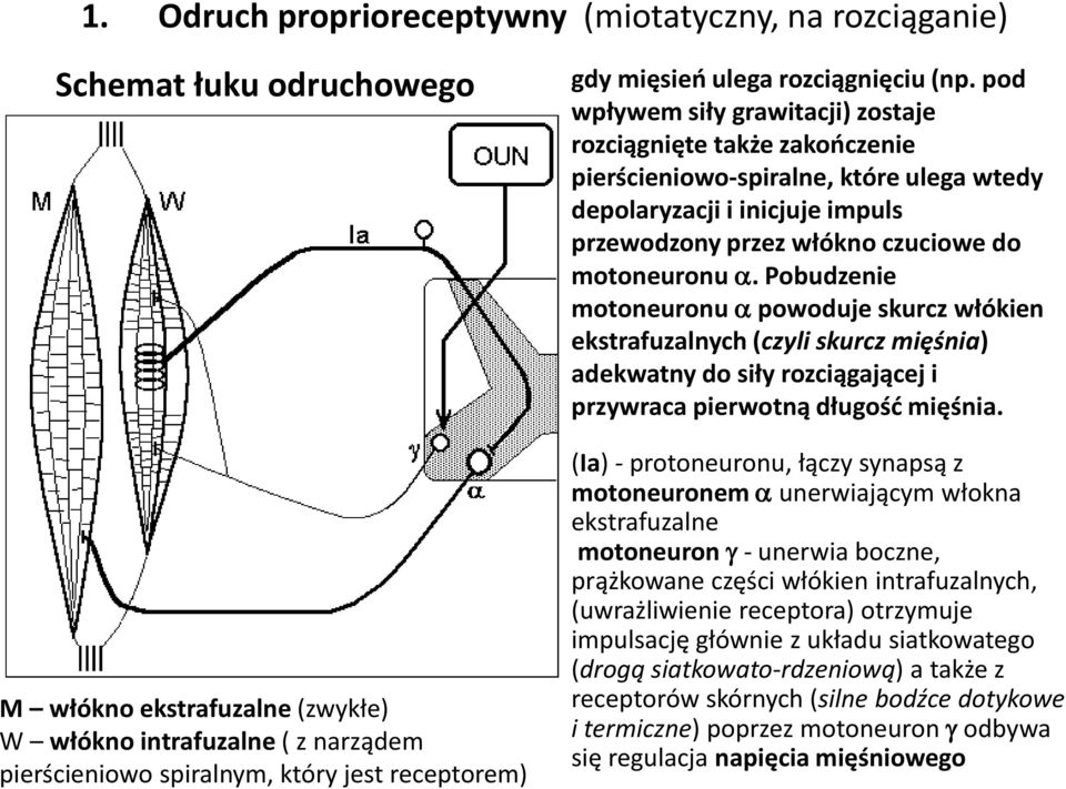 pod wpływem siły grawitacji) zostaje rozciągnięte także zakończenie pierścieniowo-spiralne, które ulega wtedy depolaryzacji i inicjuje impuls przewodzony przez włókno czuciowe do motoneuronu.