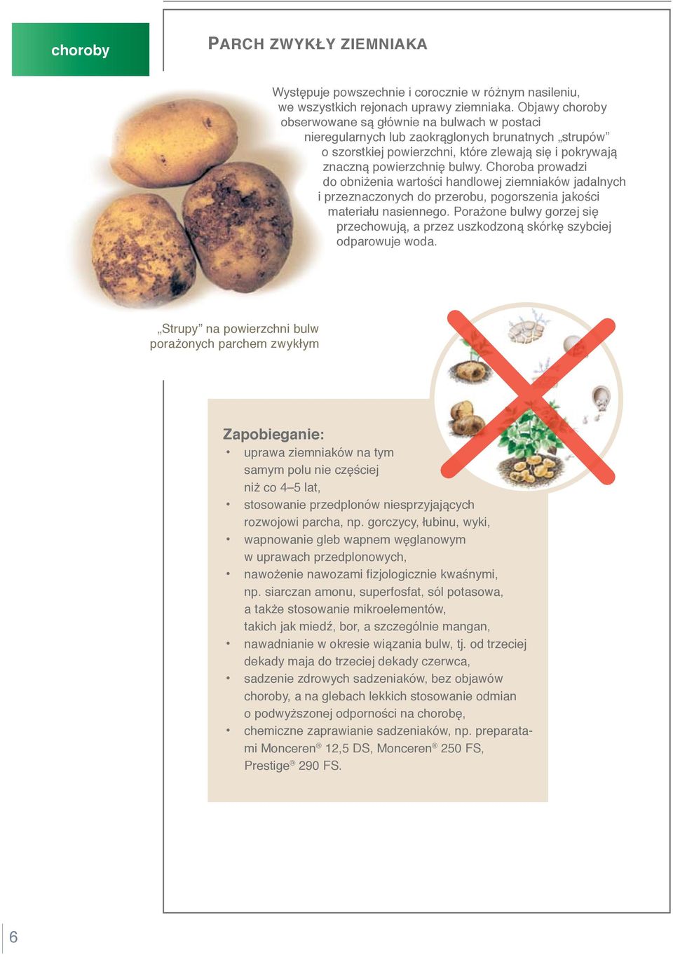 Choroba prowadzi do obniżenia wartości handlowej ziemniaków jadalnych i przeznaczonych do przerobu, pogorszenia jakości materiału nasiennego.