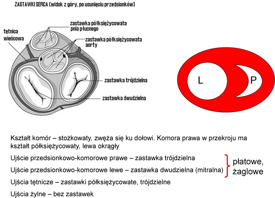 przedsionkowo-komorowe prawe zastawka trójdzielna Ujście przedsionkowo-komorowe lewe