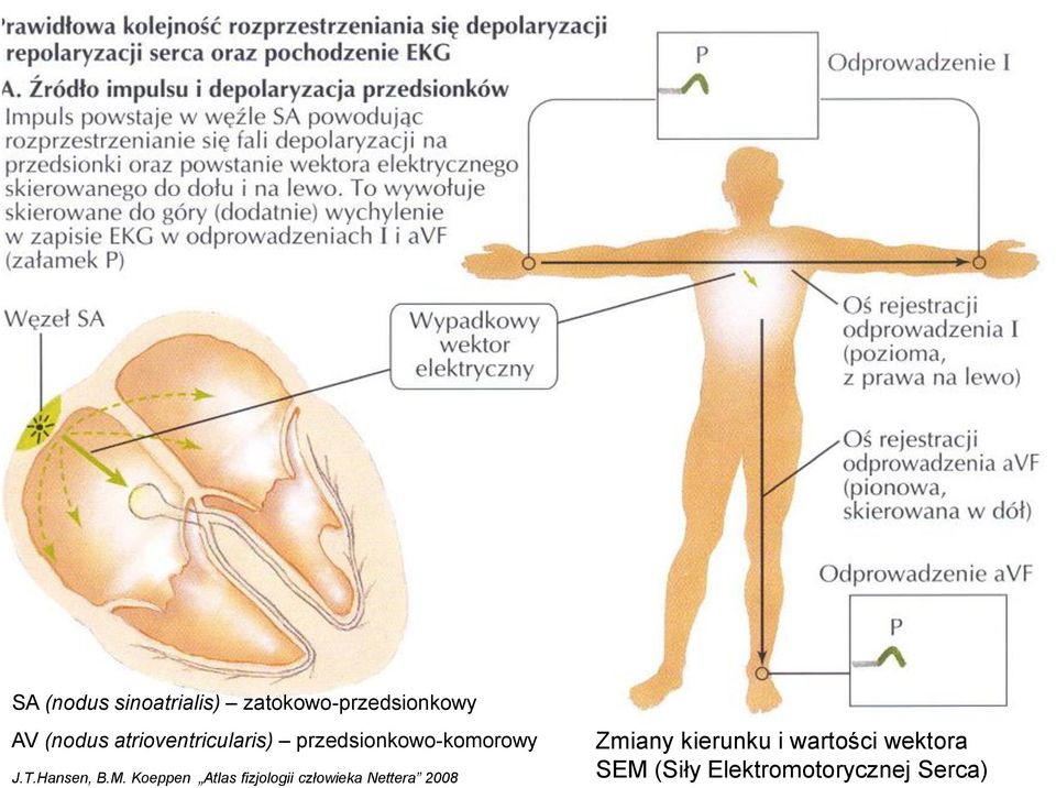 Koeppen Atlas fizjologii człowieka Nettera 2008 Zmiany