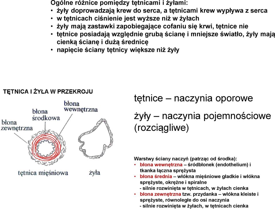 naczynia pojemnościowe (rozciągliwe) Warstwy ściany naczyń (patrząc od środka): błona wewnętrzna śródbłonek (endothelium) i tkanka łączna sprężysta błona średnia włókna mięśniowe gładkie i włókna