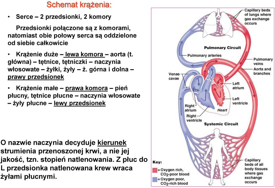 górna i dolna prawy przedsionek Krążenie małe prawa komora pień płucny, tętnice płucne naczynia włosowate żyły płucne lewy przedsionek O