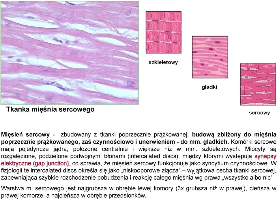 Miocyty są rozgałęzione, podzielone podwójnymi błonami (intercalated discs), między którymi występują synapsy elektryczne (gap junction), co sprawia, że mięsień sercowy funkcjonuje jako syncytium