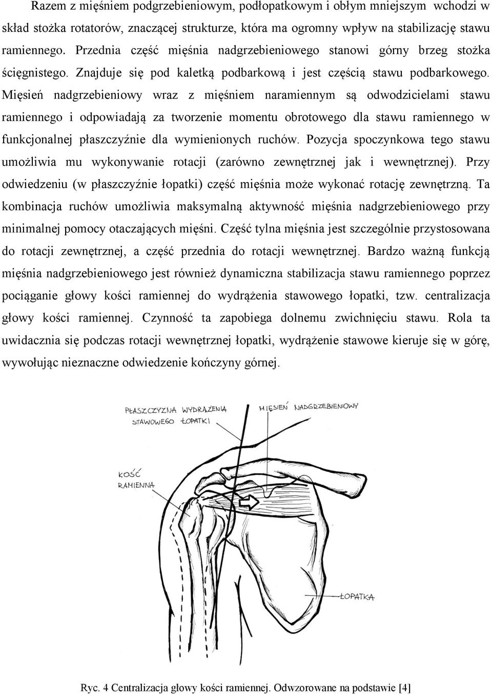 Mięsień nadgrzebieniowy wraz z mięśniem naramiennym są odwodzicielami stawu ramiennego i odpowiadają za tworzenie momentu obrotowego dla stawu ramiennego w funkcjonalnej płaszczyźnie dla wymienionych