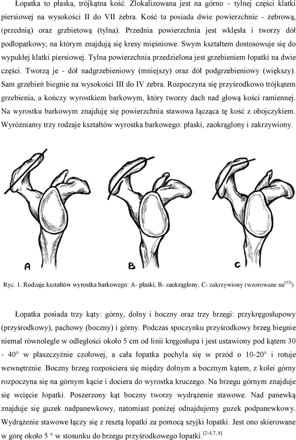 Swym kształtem dostosowuje się do wypukłej klatki piersiowej. Tylna powierzchnia przedzielona jest grzebieniem łopatki na dwie części.