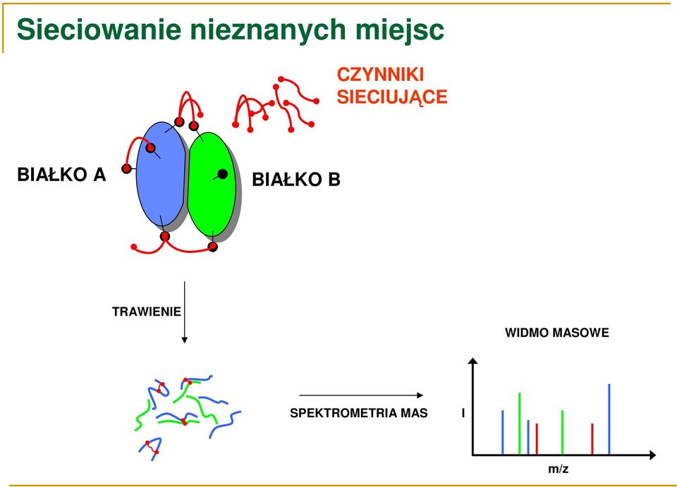 BIAŁKO A BIAŁKO B TRAWIENIE