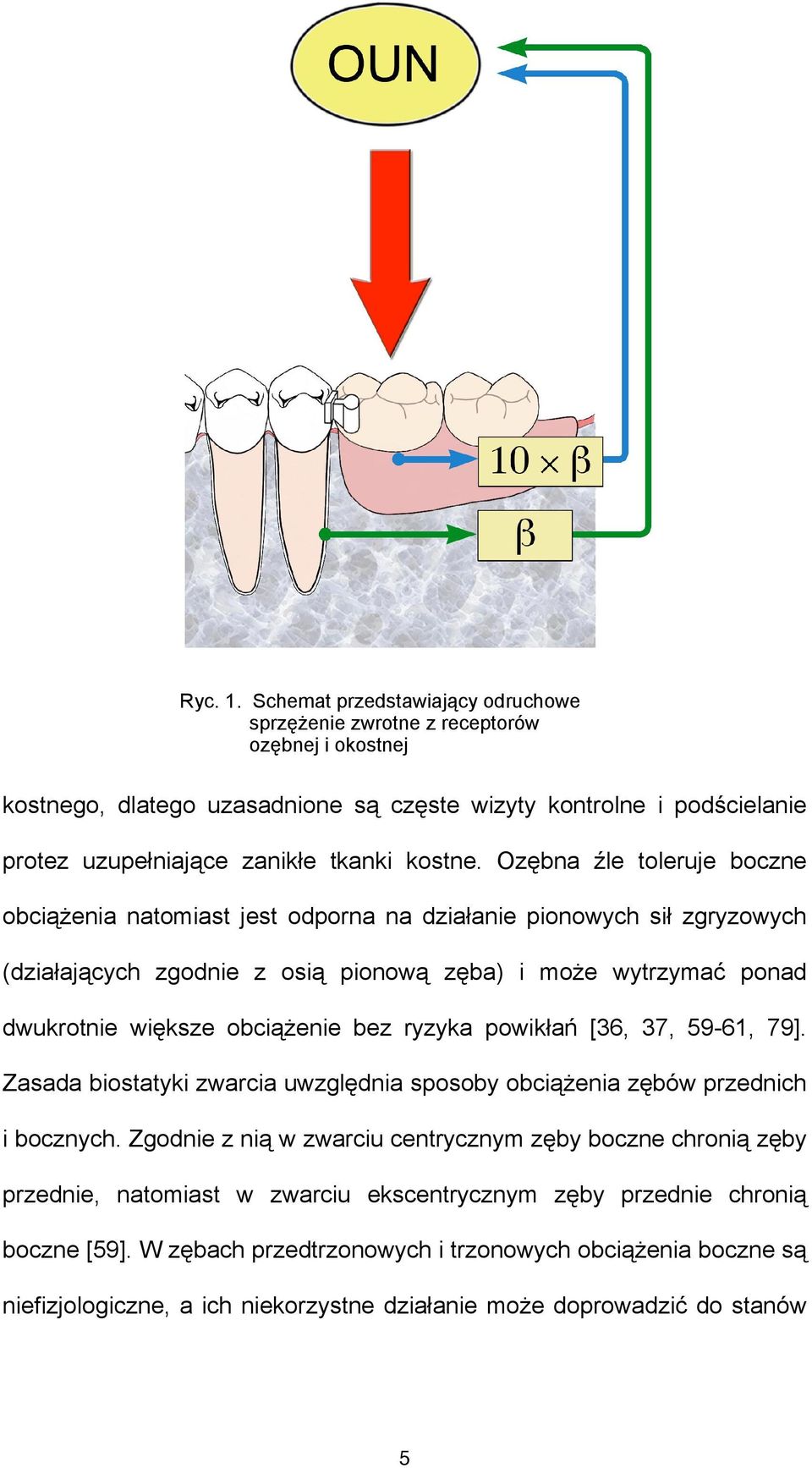 Ozębna źle toleruje boczne obciążenia natomiast jest odporna na działanie pionowych sił zgryzowych (działających zgodnie z osią pionową zęba) i może wytrzymać ponad dwukrotnie większe obciążenie bez
