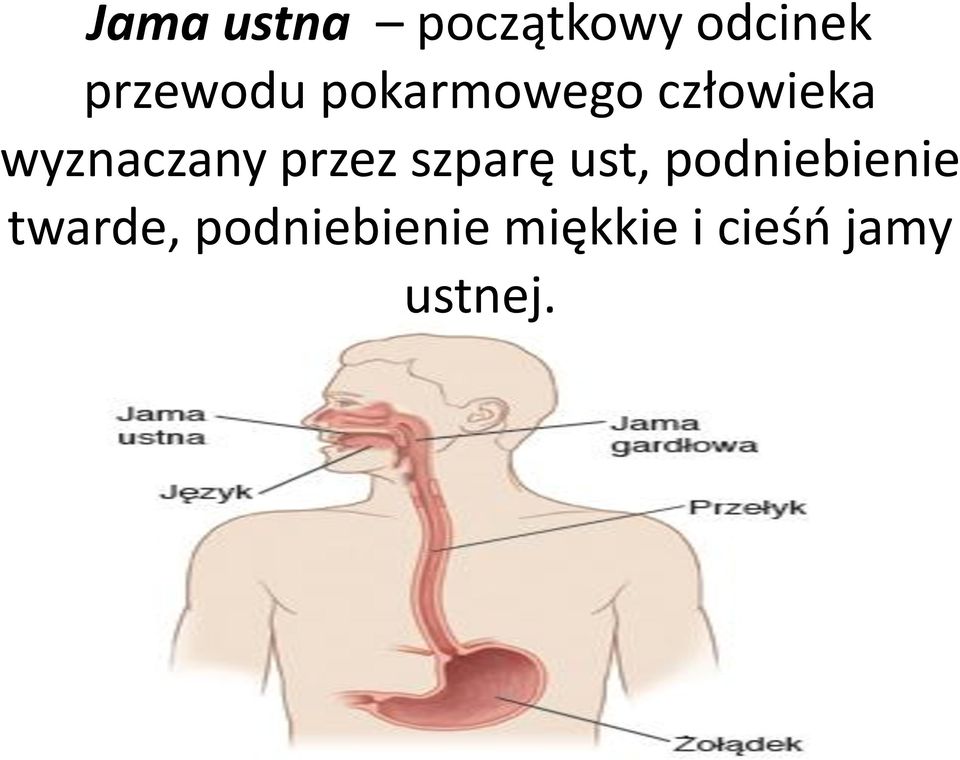 wyznaczany przez szparę ust,