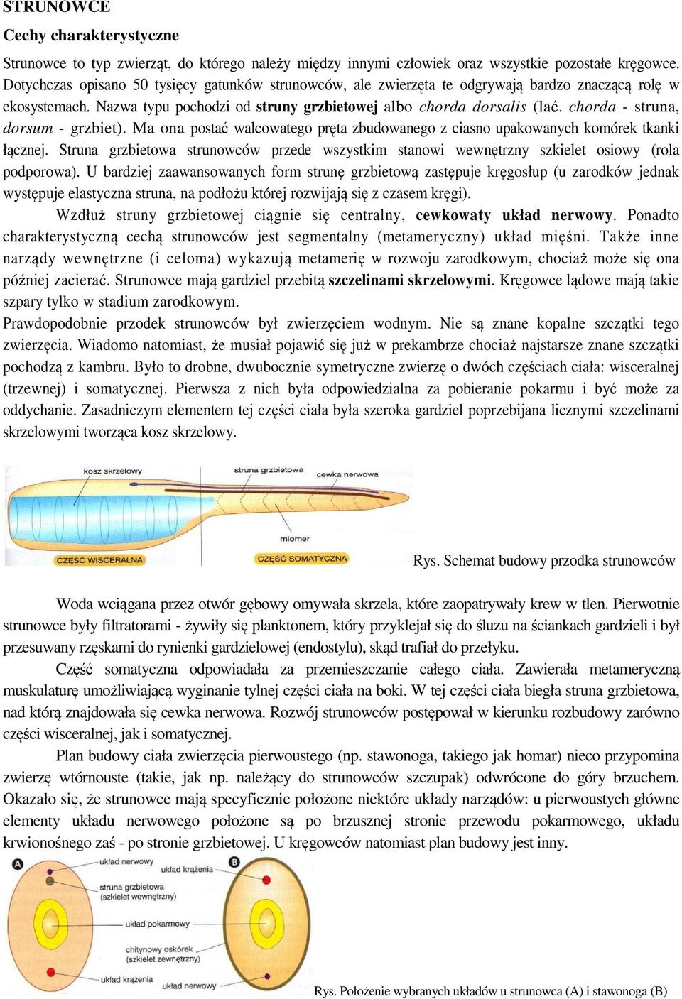 chorda - struna, dorsum - grzbiet). Ma ona postać walcowatego pręta zbudowanego z ciasno upakowanych komórek tkanki łącznej.