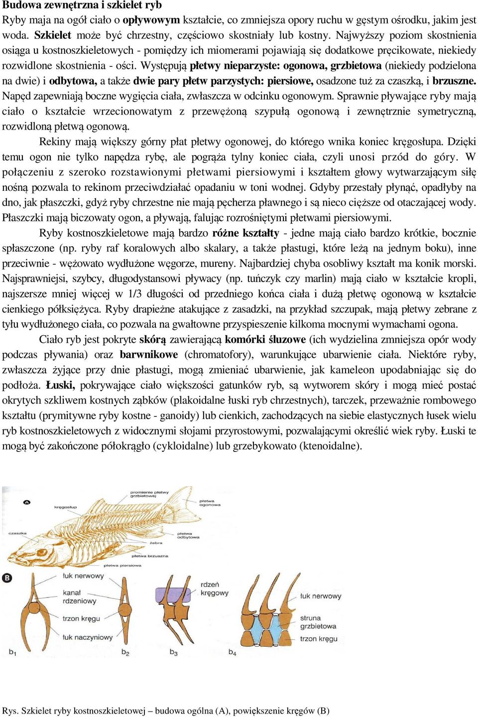 Najwyższy poziom skostnienia osiąga u kostnoszkieletowych - pomiędzy ich miomerami pojawiają się dodatkowe pręcikowate, niekiedy rozwidlone skostnienia - ości.