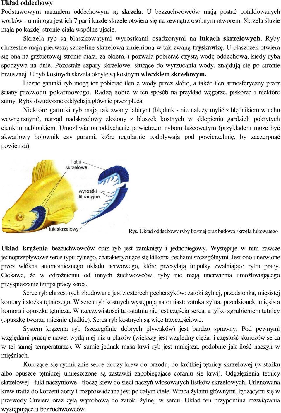 Ryby chrzestne mają pierwszą szczelinę skrzelową zmienioną w tak zwaną tryskawkę.