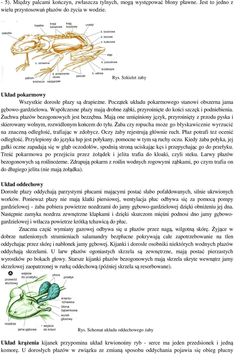 Współczesne płazy mają drobne ząbki, przyrośnięte do kości szczęk i podniebienia. Żuchwa płazów bezogonowych jest bezzębna.
