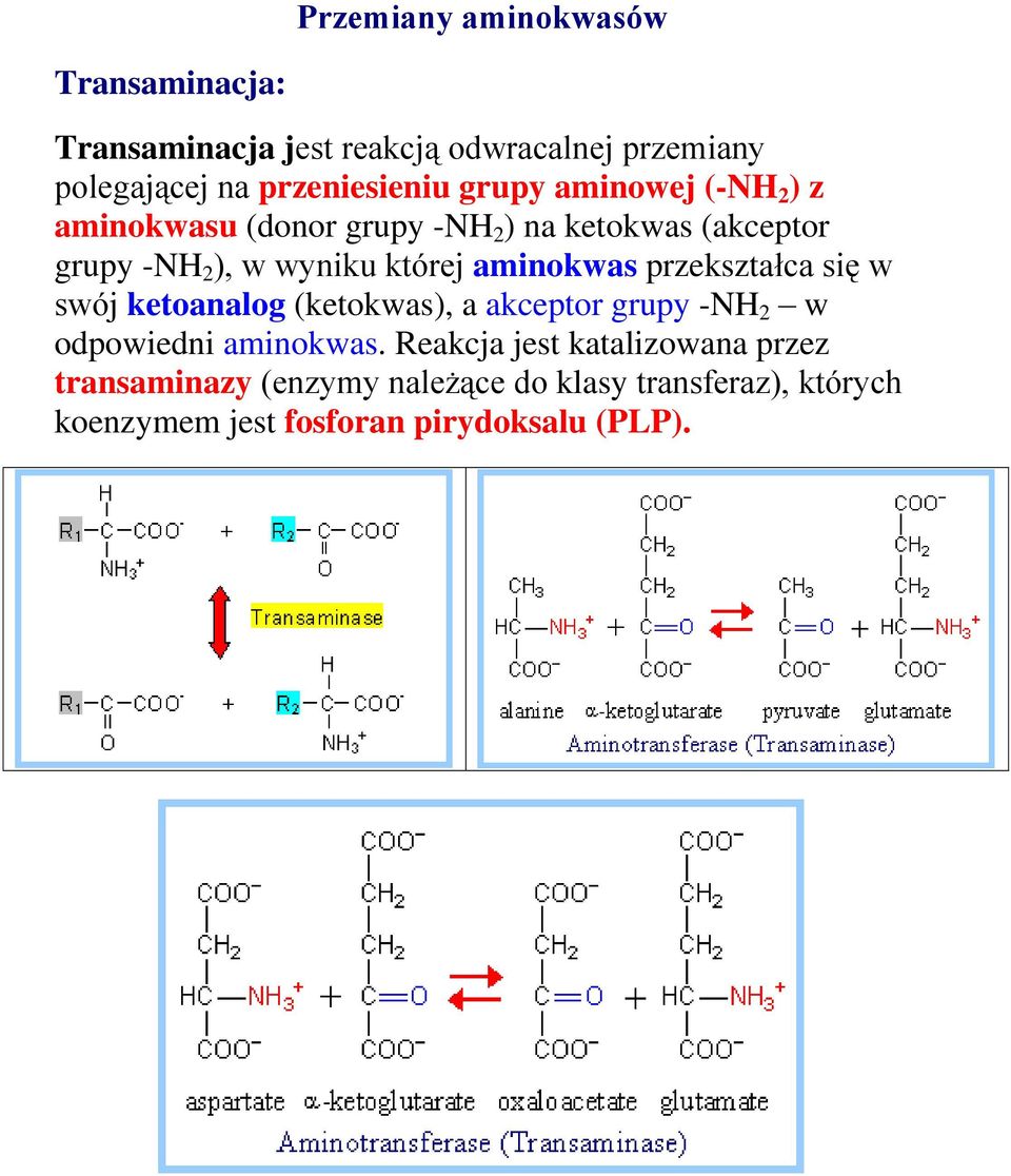 aminokwas przekształca się w swój ketoanalog (ketokwas), a akceptor grupy -NH 2 w odpowiedni aminokwas.