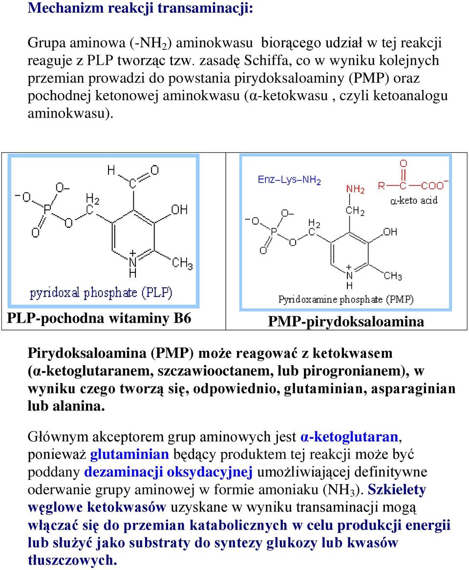 PLP-pochodna witaminy B6 PMP-pirydoksaloamina Pirydoksaloamina (PMP) może reagować z ketokwasem (α-ketoglutaranem, szczawiooctanem, lub pirogronianem), w wyniku czego tworzą się, odpowiednio,