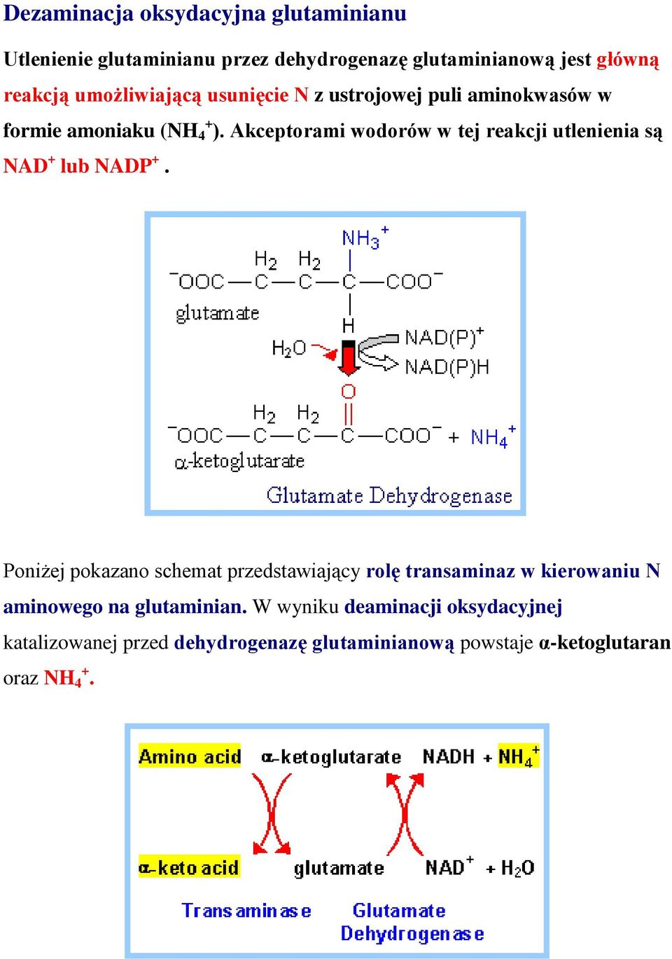 Akceptorami wodorów w tej reakcji utlenienia są NAD + lub NADP +.