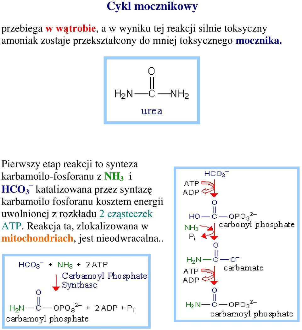 Pierwszy etap reakcji to synteza karbamoilo-fosforanu z NH 3 i HCO 3 katalizowana przez