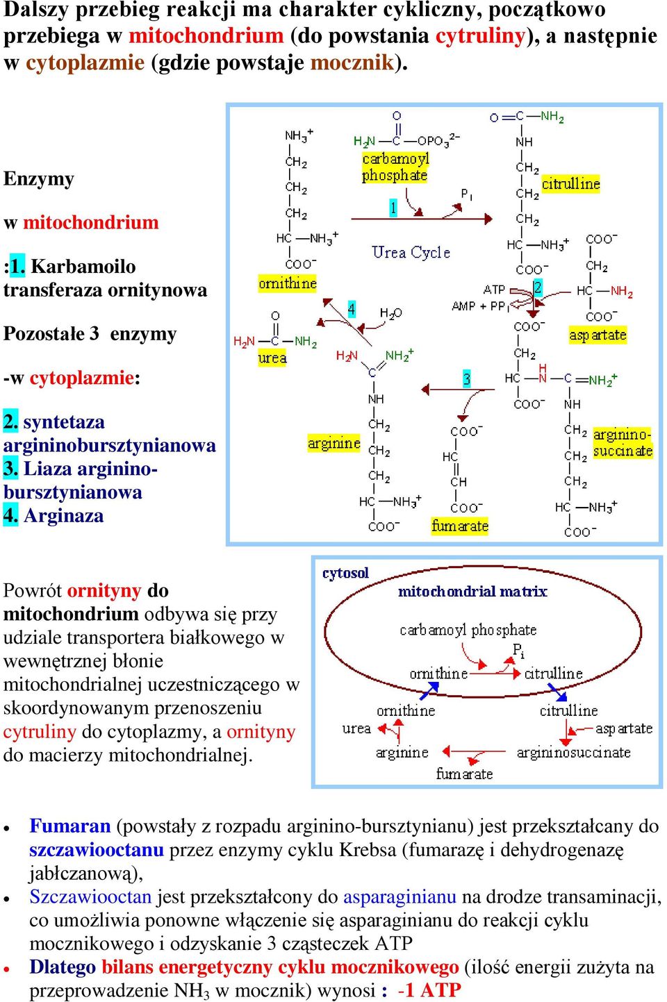 Arginaza Powrót ornityny do mitochondrium odbywa się przy udziale transportera białkowego w wewnętrznej błonie mitochondrialnej uczestniczącego w skoordynowanym przenoszeniu cytruliny do cytoplazmy,