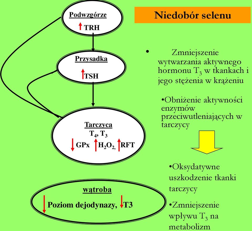 aktywności enzymów przeciwutleniających w tarczycy GPx H 2 O 2, RFT wątroba Poziom