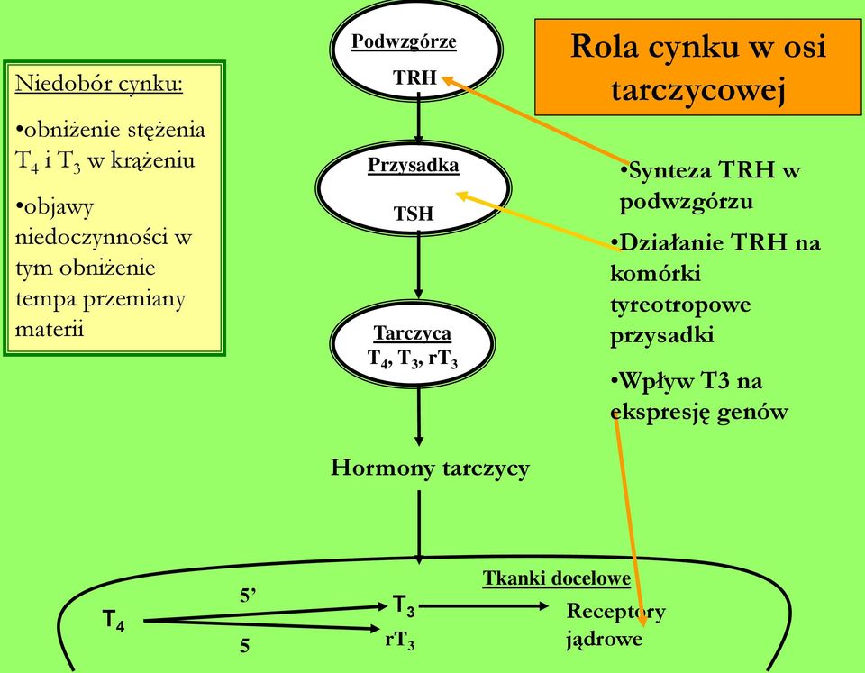 Hormony tarczycy Rola cynku w osi tarczycowej Synteza TRH w podwzgórzu Działanie TRH na