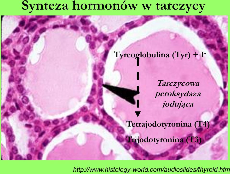 Tetrajodotyronina (T4) Trijodotyronina (T3)