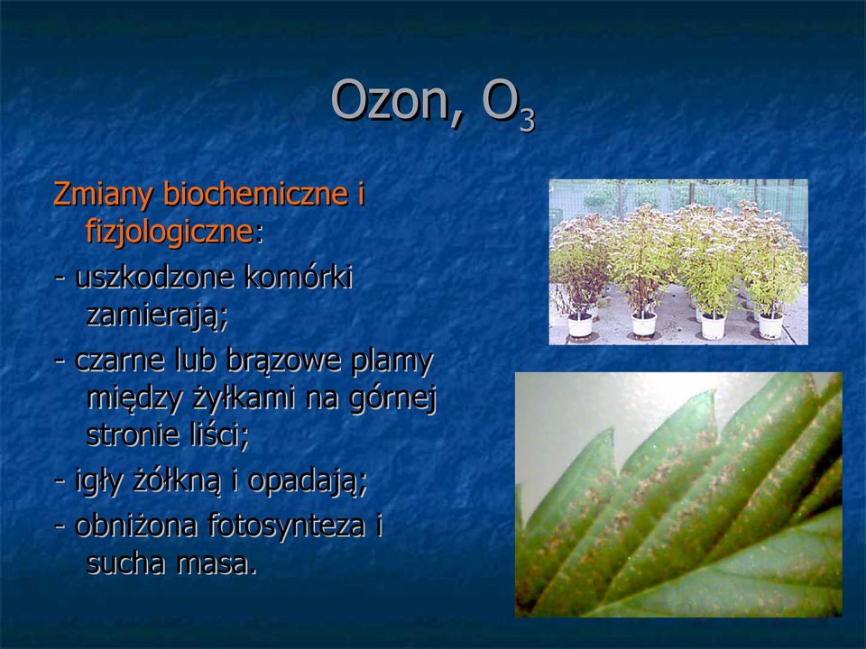 plamy między żyłkami na górnej stronie liści; -