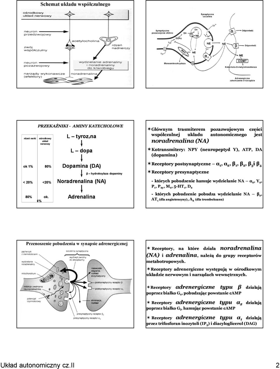 1% Dopamina (DA) Noradrenalina (NA) Adrenalina β hydroksylaza dopaminy Receptory postsynaptyczne α 1, α 2, β 1, β 2, β 3 i β 4 Receptory presynaptyczne - których pobudzenie hamuje wydzielanie NA α 2,