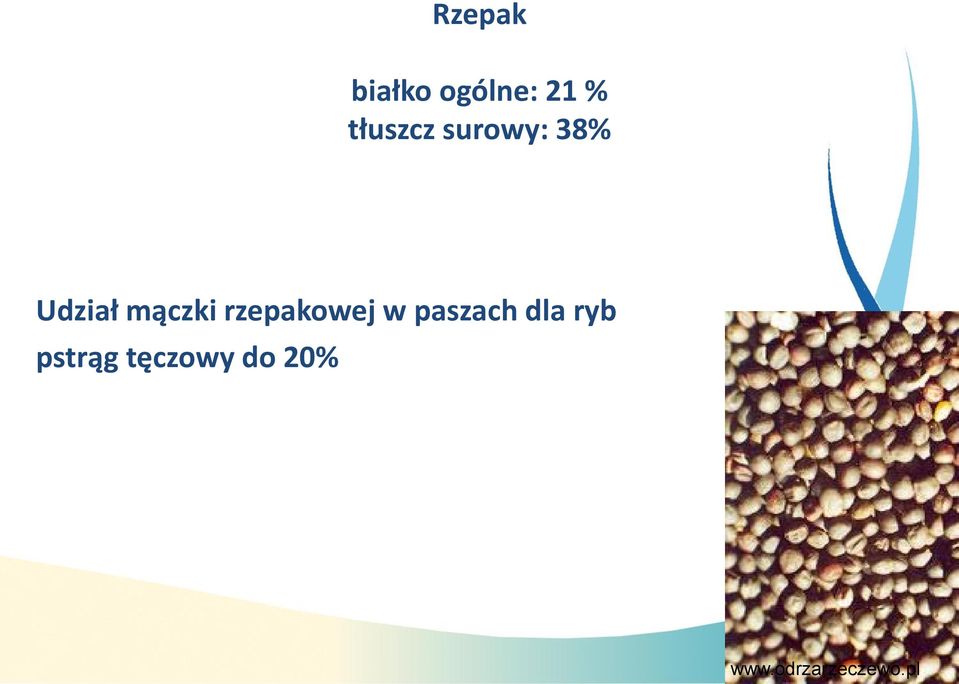 rzepakowa Udział mączki rzepakowej w