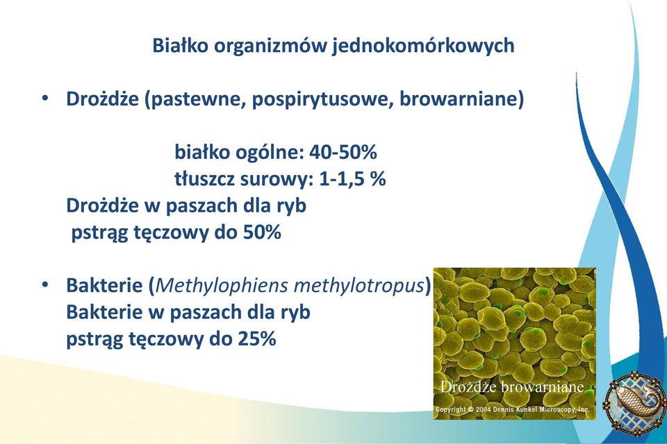 paszach dla ryb pstrąg tęczowy do 50% Bakterie (Methylophiens