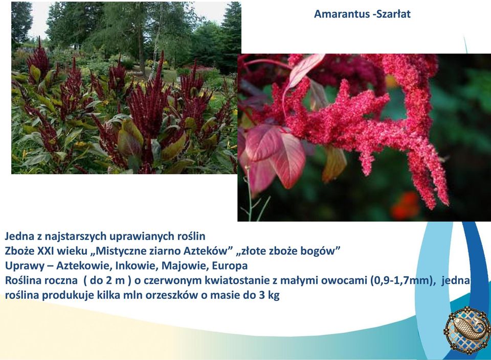 Majowie, Europa Roślina roczna ( do 2 m ) o czerwonym kwiatostanie z małymi