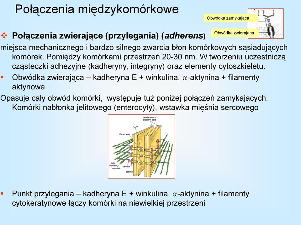 W tworzeniu uczestniczą cząsteczki adhezyjne (kadheryny, integryny) oraz elementy cytoszkieletu.