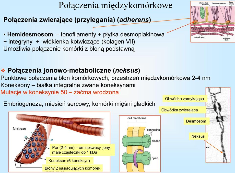 międzykomórkowa 2-4 nm Koneksony białka integralne zwane koneksynami Mutacje w koneksynie 50 zaćma wrodzona Embriogeneza, mięsień sercowy, komórki mięśni