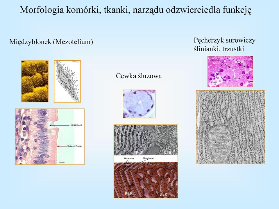 Międzybłonek (Mezotelium)