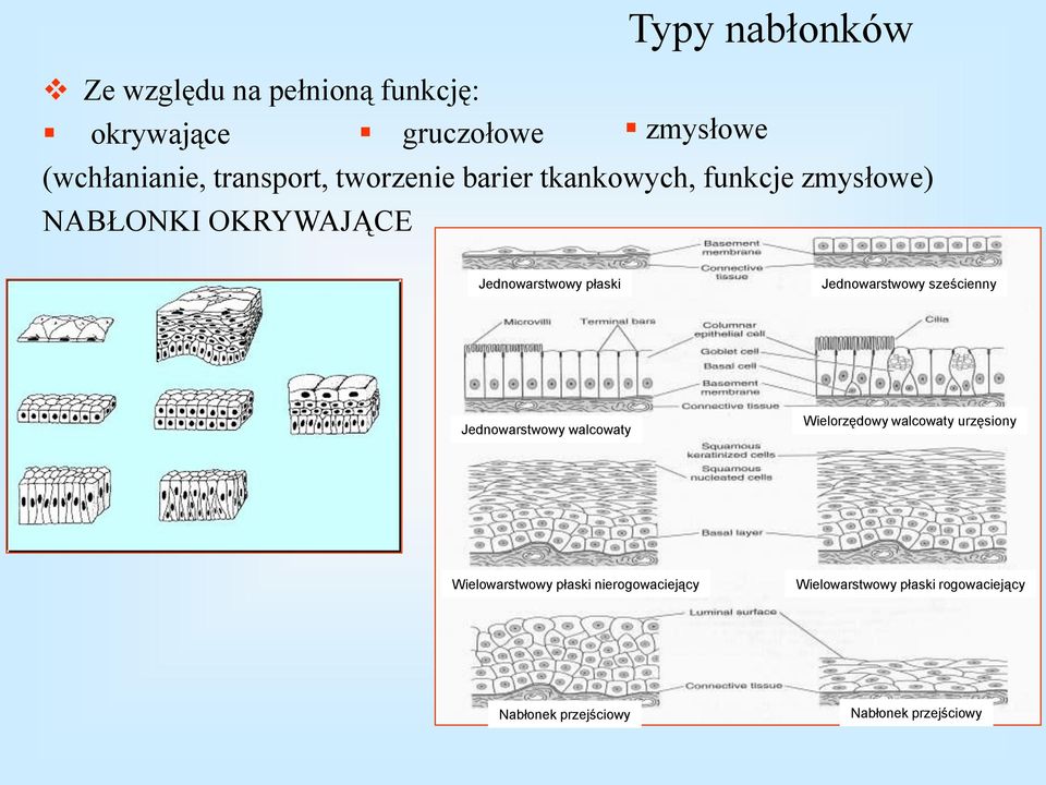 płaski Jednowarstwowy sześcienny Jednowarstwowy walcowaty Wielorzędowy walcowaty urzęsiony