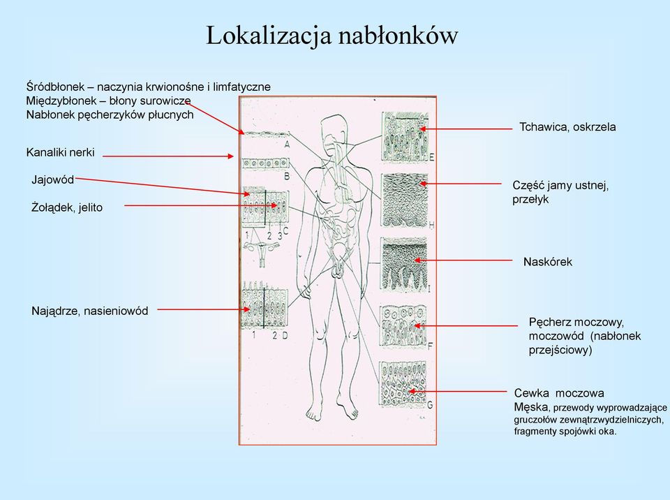 ustnej, przełyk Naskórek Najądrze, nasieniowód Pęcherz moczowy, moczowód (nabłonek przejściowy)