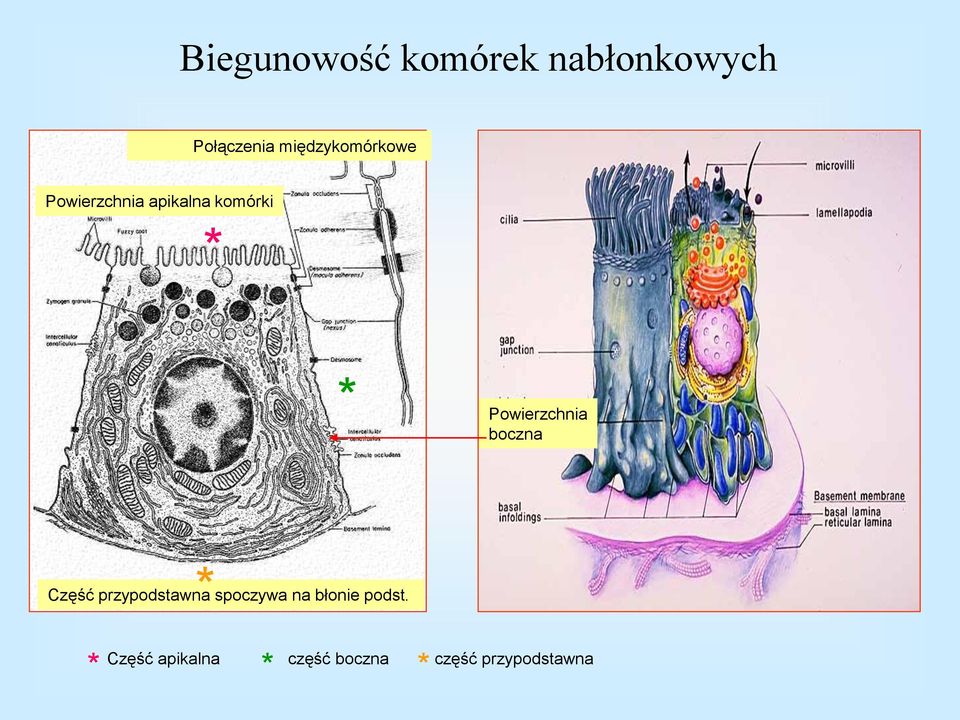 Powierzchnia boczna * Część przypodstawna spoczywa na