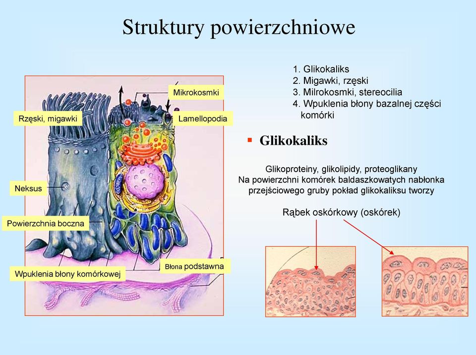 Wpuklenia błony bazalnej części komórki Neksus Powierzchnia boczna Glikoproteiny, glikolipidy,