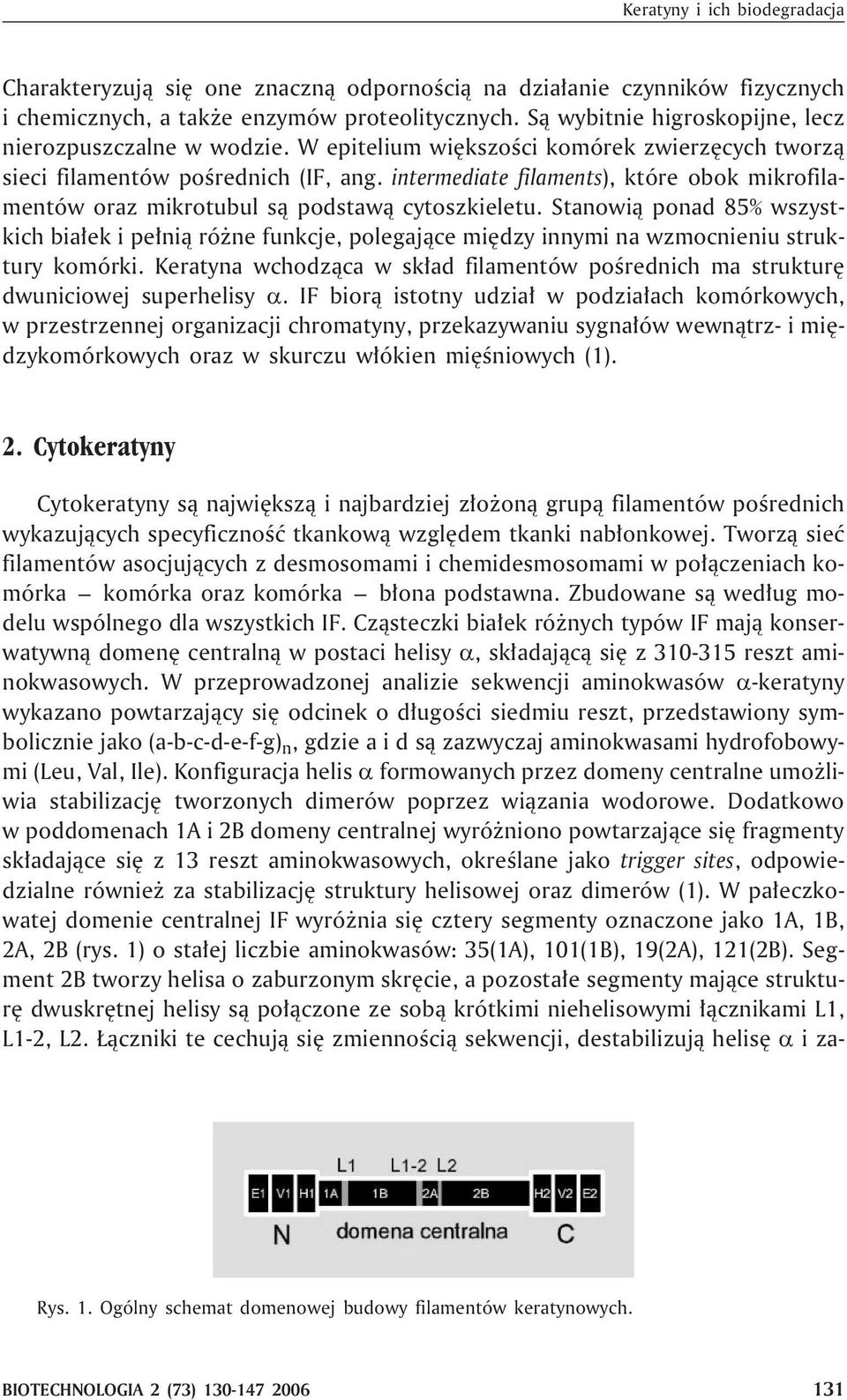 intermediate filaments), które obok mikrofilamentów oraz mikrotubul s¹ podstaw¹ cytoszkieletu.