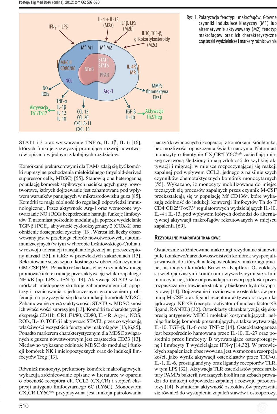 II CD80/86 TNF-α IL-1β IL-12 IL-18 inos NFκB CCL 15 CCL 20 CXCL 8-11 CXCL 13 STAT1 STAT6 PPAR Arg-1 IL-4R MR TGF-β IL-10 MMPs fibronektyna Fizz1 Aktywacja Th2/Treg STAT1 i 3 oraz wytwarzanie TNF-a,